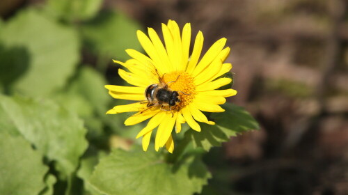 zu Hause im Garten entdeckt

Aufnameort: Lindenfels
Kamera: Canon 450D