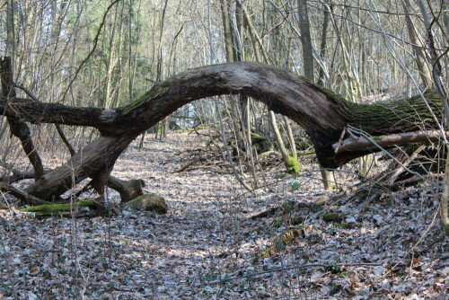 

Aufnameort: Marburg, Dammelsberg, 14.03.2016
Kamera: Canon EOS 600D 1/100; 5,6; 55,0mm; ISO 100