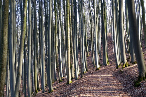 

Aufnameort: Wald bei Spielberg am Frankenweg
Kamera: Panasonic Lumix FZ 200