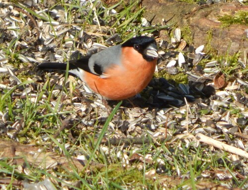 Ein häufig gesehener Gast an meinem Winterfutterplatz. Einer, meiner Meinung nach, der schönsten Vögel in Deutschland!

Aufnameort: Eigener Garten, aus dem Wohnzimmer heraus - Saarland
Kamera: Nikon Coolpix L830