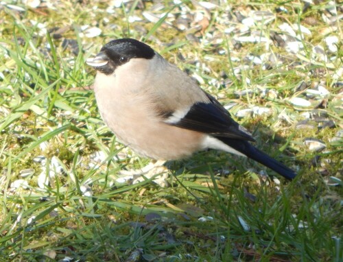 Manchmal bringt Herr Gimpel die Frau Gimpel mit!

Aufnameort: Eigener Garten, aus dem Wohnzimmer heraus - Saarland
Kamera: Nikon Coolpix L830