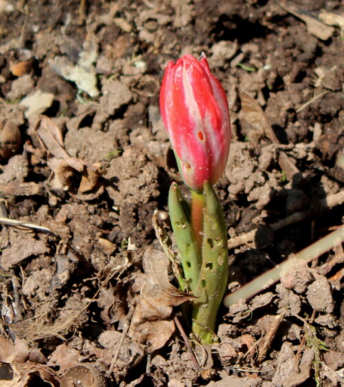 etwas-angefressene-tulpe-16556.jpeg