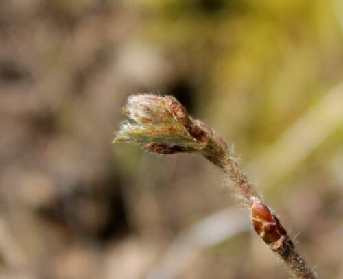 

Aufnameort: Marburg, Dammelsberg, 14.03.2016
Kamera: Canon EOS 600D 1/320; 5,6; 55,0mm; ISO 100