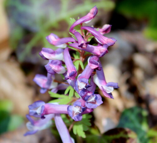 lerchensporn-corydalis-spec-16554.jpeg