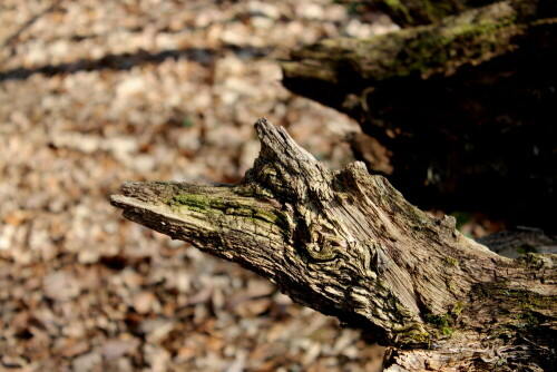 Typisch die spitze Schnauze, die großen Ohren und der Überaugenwulst. Menschen gegenüber nicht aggressiv.

Aufnameort: Marburg, Dammelsberg, 14.03.2016
Kamera: Canon EOS 600D 1/160; 5,6; 55,0mm; ISO 100