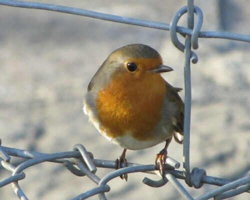 erithacus-rubecula-rotkehlchen-17763.jpeg