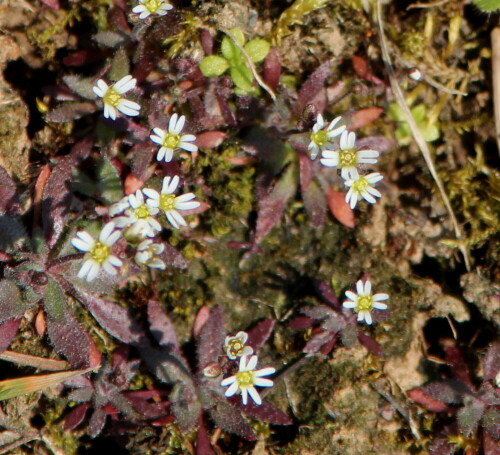 Meist geht man an den winzigen Blümchen vorüber, man sieht sie nur, wenn man genau hinsieht. Dann aber sind sie durchaus reizvoll mit ihren winzigen sternförmigen Blüten.

Aufnameort: Umgebung von Himmelsberg, 18.03.2016
Kamera: Canon EOS 600D 1/500; 6,3; 300,0mm; ISO 160