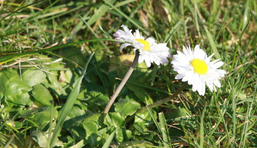 zu Hause auf der Wiese fotografiert

Aufnameort: Lindenfels
Kamera: Canon 450D