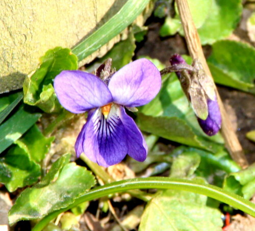 Die kleinen blauen Flecken im Gras zählen zu den willkommenen Frühlingsboten.

Aufnameort: Umgebung von Himmelsberg, 18.03.2016
Kamera: Canon EOS 600D 1/200; 13,0; 300,0mm; ISO 400