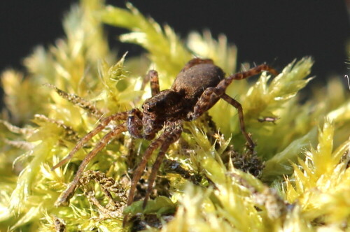 Ich fand sie in Anzahl am Rand eines Tümpels, wo sie gerne und häufig über die Wasseroberfläche liefen. Mein Fotostandpunkt ließ leider nicht zu, eine wasserlaufende Spinne mit ausreichender Qualität zu fotografieren. Für die Gattung Pirata ist die Spinne etwas zu groß, ihr fehlen auch die weißen Härchen an der Seite von Thorax und Abdomen. Außer Pirata ist nur noch bei Pardosa amentata bekannt, dass sie über die Wasseroberfläche läuft und dort auch Beute macht.

Aufnameort: Umgebung von Himmelsberg, 18.03.2016
Kamera: Canon EOS 600D 1/250; 5,6; 100,0mm; ISO 100