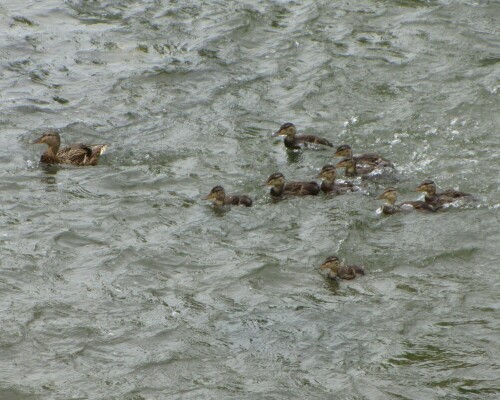 Mama mit 9 Jungen

Aufnameort: Belp auf dem Toffenkanal CH
Kamera: Canon PowerShot SX 220 HS