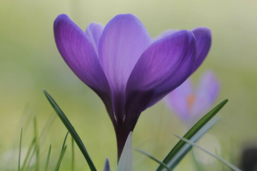 Frühlingsbote im Garten

Aufnameort: Dannenberg
Kamera: Canon 70D