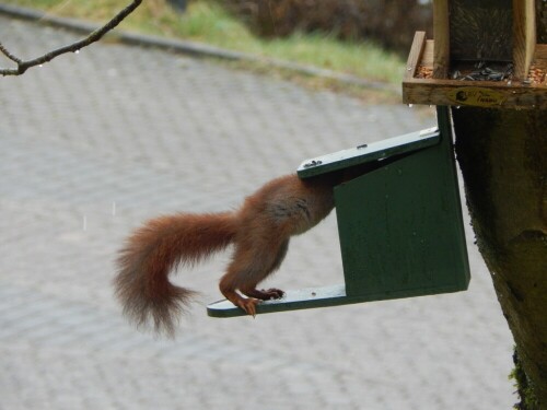 Eichhörnchen öffnet schlauerweise die Klappe zum Futter!

Aufnameort: 66646 Marpingen
Kamera: Nikon Coolpix L830