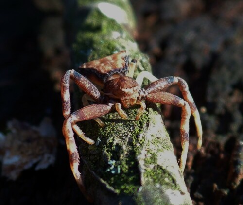 Vor einer Weile in einem anliegenden Wäldchen der seltenen, wunderschönen Pistius truncatus begegnet und ihr eine Weile beigewohnt...
atemberaubend ♡

Aufnameort: Bayern/Mittelfranken - Nähe Großer Brombachsee
