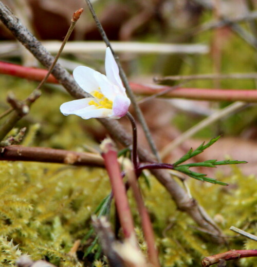 anemone-a-nemorosa-bluht-auf-16638.jpeg