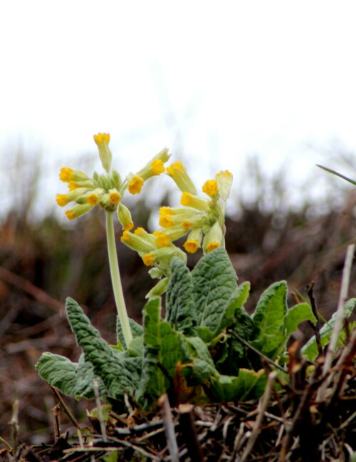 echte-schlusselblume-primula-veris-16636.jpeg