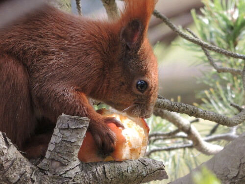 eichhornchen-futtert-apfel-16627.jpeg