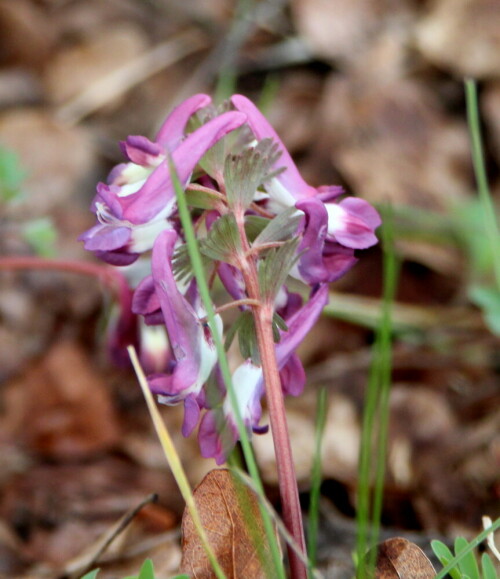 

Aufnameort: NSG Homburg, Gemeinde Gössenheim, 27.03.2016
Kamera: Canon EOS 600D 1/250; 5,6; 164,0mm; ISO 800