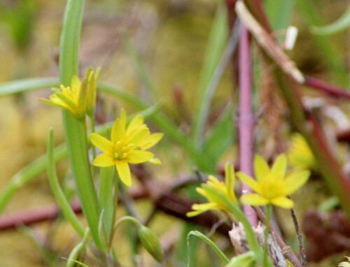 gemeiner-goldstern-gagea-lutea-16637.jpeg