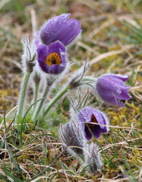 kuhschelle-bluht-auf-pulsatilla-vulgaris-16616.jpeg