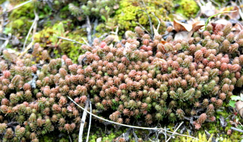 scharfer-mauerpfeffer-sedum-acre-bildet-polster-16625.jpeg