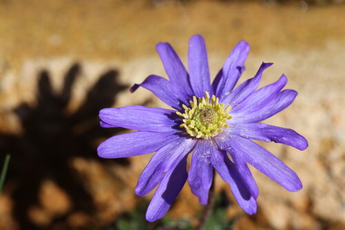 Sie haben sich ohne unser Zutun im Garten angesiedelt und werden von uns willkommen geheißen.

Aufnameort: Marburg, Garten, 01.04.2016
Kamera: Canon EOS 600D 1/500; 5,6; 100,0mm; ISO 100