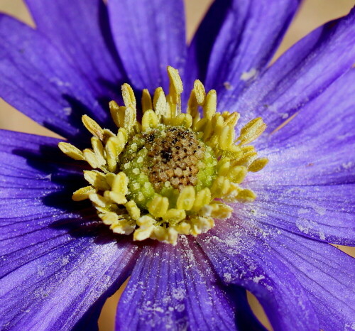 

Aufnameort: Marburg, Garten, 01.04.2016
Kamera: Canon EOS 600D 1/500; 5,6; 100,0mm; ISO 100