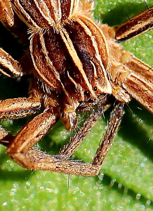 cephalothorax-der-listspinne-pisaura-mirabilis-16652.jpeg