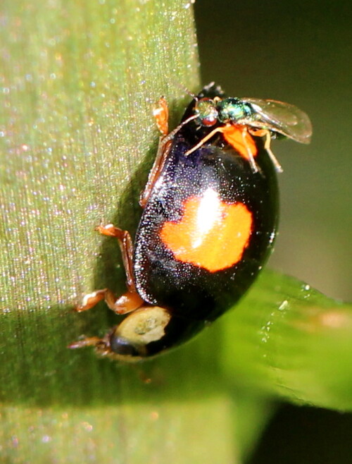 Eine der zahlreichen Farbvarianten dieser Marienkäferart sonnte sich am Stängel einer Hyazinthe; das Erzwesplein ist sozusagen über ihn gestolpert, ohne ihn weiter zu behelligen. Er ließ sich auch nicht stören. Die genaue Bestimmung der Erzwespe ist nach Fotografie leider nicht möglich.

Aufnameort: Marburg, Garten, 01.04.2016
Kamera: Canon EOS 600D 1/200; 6,3; 100,0mm; ISO 400