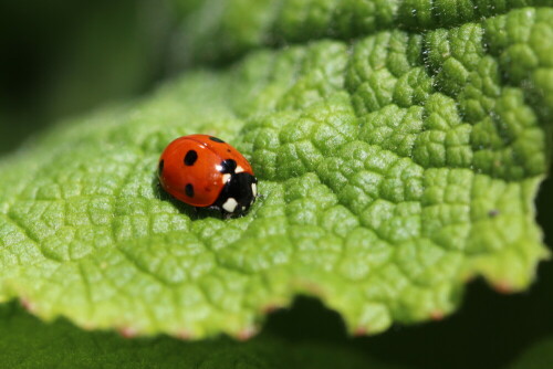 

Aufnameort: Marburg, Garten, 01.04.2016
Kamera: Canon EOS 600D 1/200; 5,6; 100,0mm; ISO 100