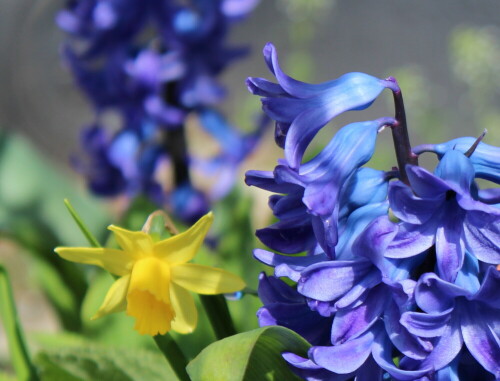 

Aufnameort: Marburg, Garten, 01.04.2016
Kamera: Canon EOS 600D 1/400; 5,6; 55,0mm; ISO 100