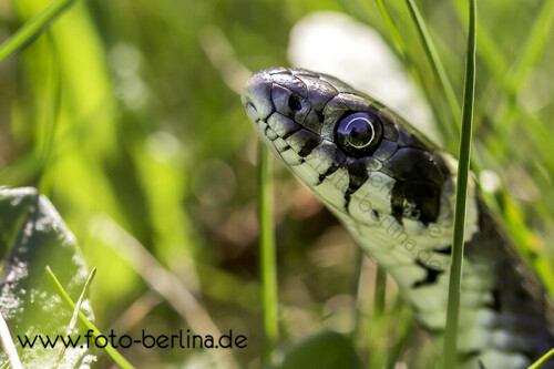 Ringelnatter nach dem verlassen ihres Winterverstecks

Aufnameort: Selchow
Kamera: CANON EOS 6D