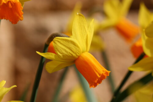 

Aufnameort: Marburg, Garten, 03.04.2016
Kamera: Canon EOS 600D 1/500; 5,6; 100,0mm; ISO 100