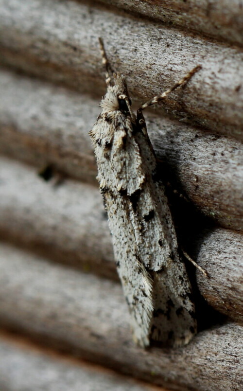 pfeileule-acronicta-spec-16676.jpeg