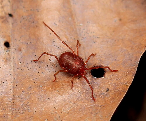 Diese 2-3mm "großen" Milben bevölkern im Frühjahr zahlreich die Laubstreu. Zusammen mit Wolfsspinnen, Waldgrillen und Ameisen bilden sie die große Mehrheit der Oberflächenfauna des Laubwaldbodens.

Aufnameort: Marburg, Garten, 03.04.2016
Kamera: Canon EOS 600D 1/160; 5,6; 100,0mm; ISO 160