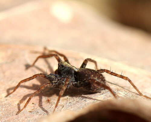 wolfspinne-pardosa-spec-beim-sonnenbad-16689.jpeg