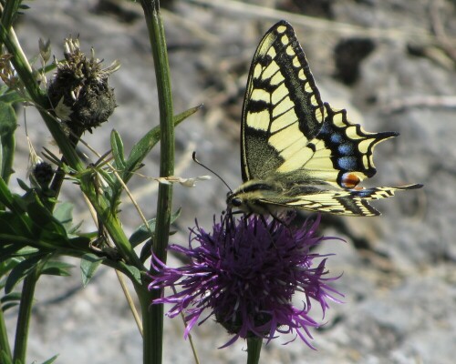 papilio-machaon-schwalbenschwanz-17760.jpeg