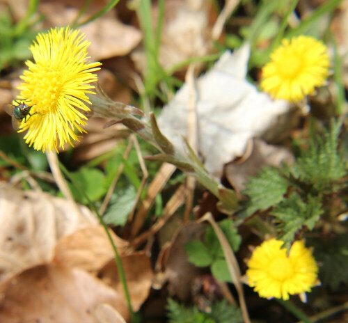 huflattich-tussilago-farfara-l-16646.jpeg