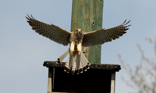 

Aufnameort: Lahntal bei Niederweimar, Martinsweiher, 08.04.2016
Kamera: Canon EOS 600D 1/2000; 6,3; 470,0mm; ISO 320