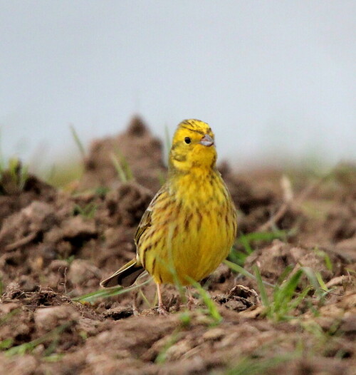 goldammer-emberiza-citrinella-nahrung-suchend-16725.jpeg