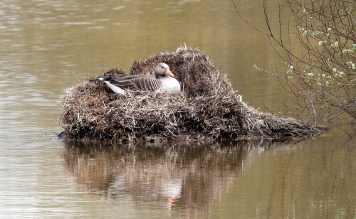 

Aufnameort: Lahntal bei Niederweimar, Martinsweiher, 08.04.2016
Kamera: Canon EOS 600D 1/2000; 6,3; 600,0mm; ISO 2000