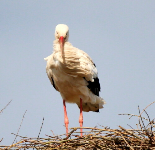 noch-einsamer-storch-16722.jpeg