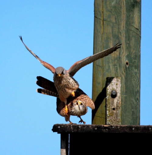 Am Martinsweiher im Lahntal, einem Vogelschutzgebiet, wurden künstliche Nisthilfen für Turmfalken eingerichtet, die gut angenommen werden. Dieses Paar machte durch die typischen Paarungslaute auf sich aufmerksam, aber bis Kamera und Stativ gerichtet waren, war der Akt vollzogen. Im weiteren Verlauf gelangen mir aber noch einige schöne Bilder der eleganten Turmfalken.

Aufnameort: Lahntal bei Niederweimar, Martinsweiher, 08.04.2016
Kamera: Canon EOS 600D 1/2000; 6,3; 600,0mm; ISO 250