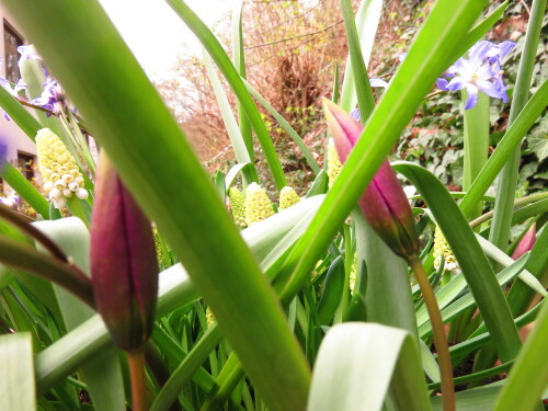 Aus dem Chaos erwächst Schönheit...

Aufnameort: Marburg, Garten, 10.04.2016
Kamera: Canon Power Shot SX700 1/50; 4,0; 4,5mm; ISO 100