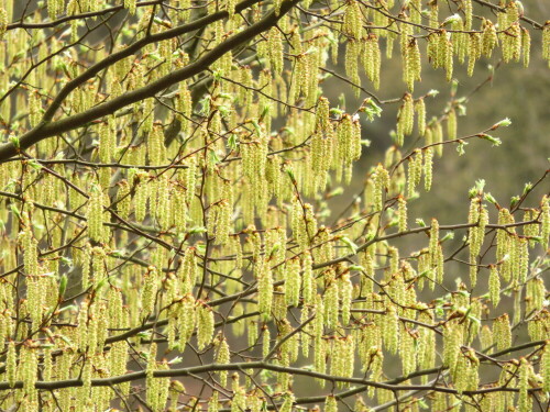 

Aufnameort: Marburg, Garten, 10.04.2016
Kamera: Canon Power Shot SX700 1/160; 5,6; 97,2mm; ISO 250