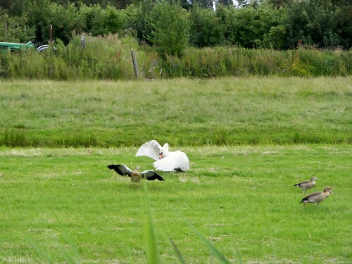 schwan-verjagt-nilgans-16683.jpeg