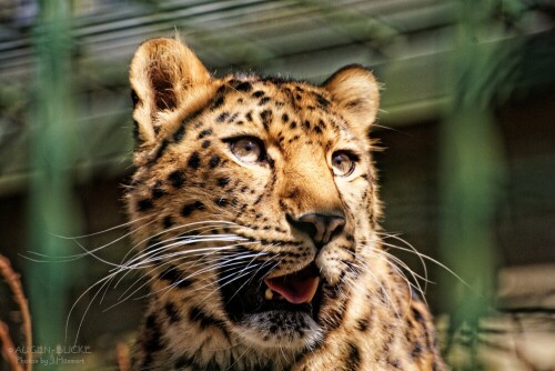 

Aufnameort: Zoo Dortmund
Kamera: SONY a99