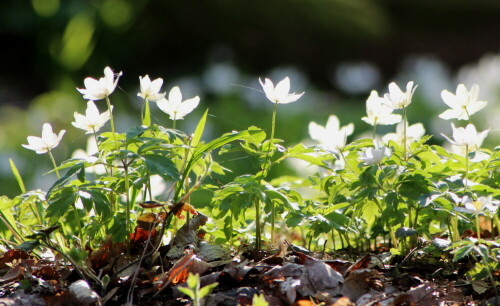 anemone-nemorosa-16807.jpeg