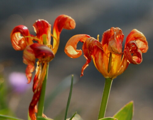 

Aufnameort: Marburg, Garten, 11.04.2016
Kamera: Canon EOS 600D 1/200; 5,6; 148,0mm; ISO 320