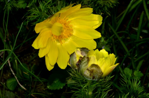 

Aufnameort: Weidenbach, in meinem Garten
Kamera: Nikon 7000